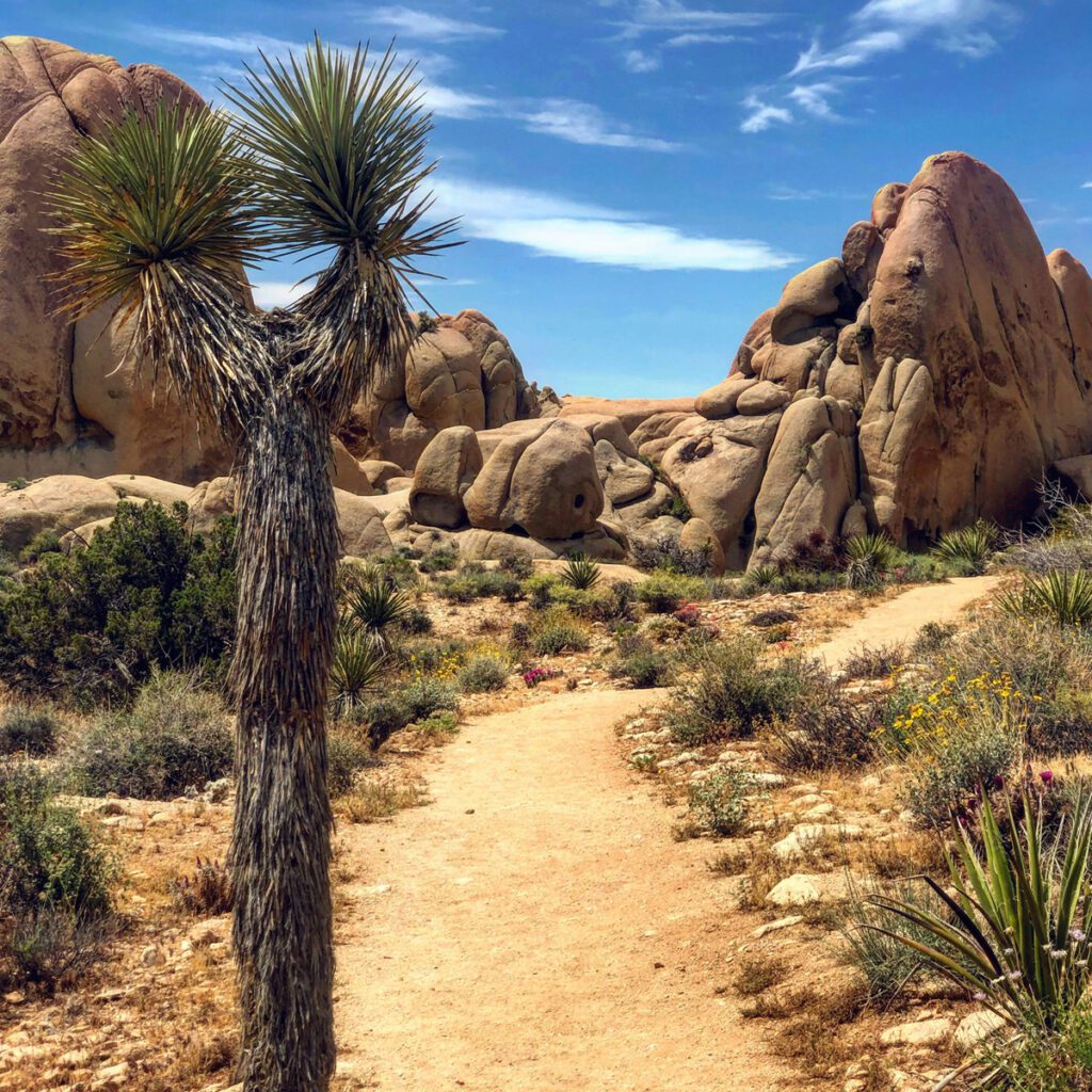  Barker Dam Trail, Joshua Tree