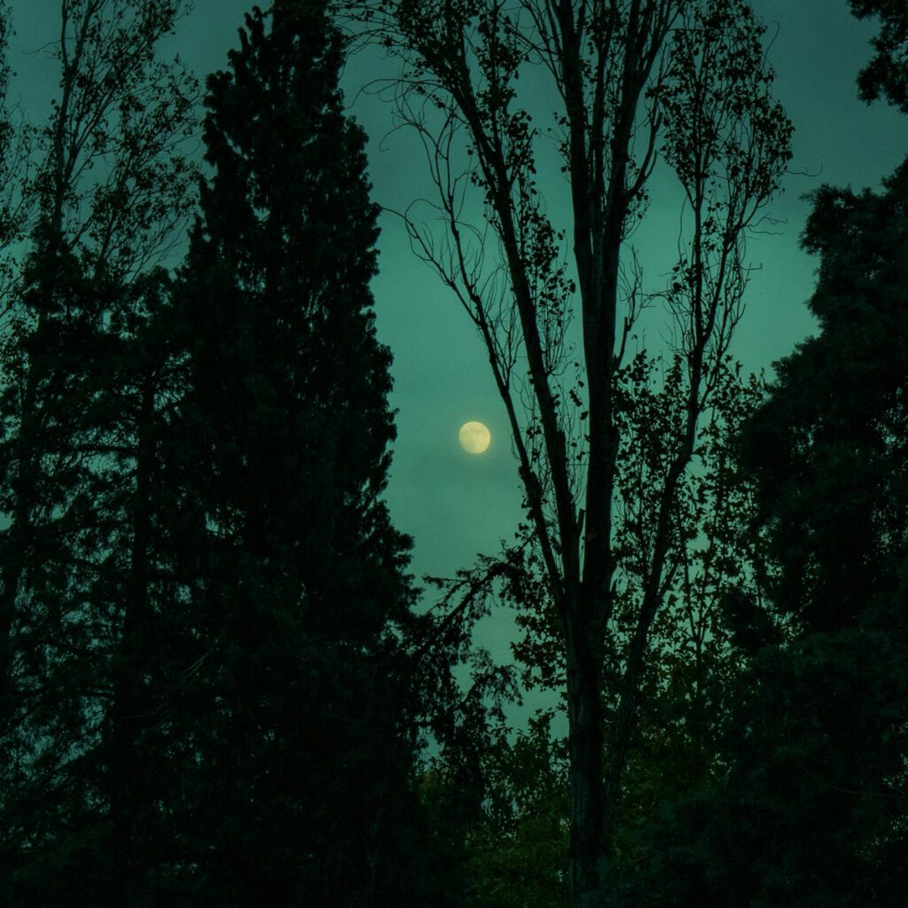 The moon visible between trees at night