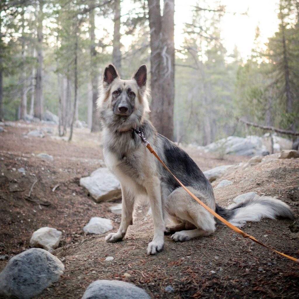 a dog with a leash on a trail