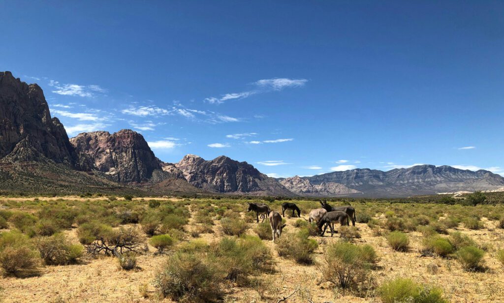 Bureau Of Land Management (BLM) Land