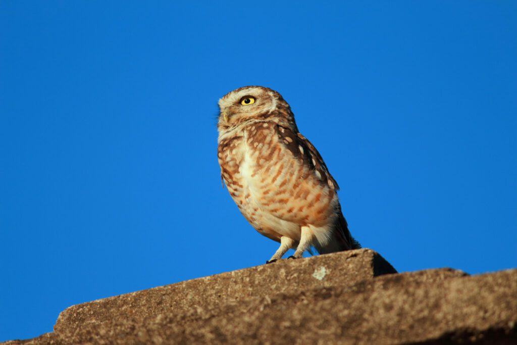 a bird specie - wildlife found on free campgrounds