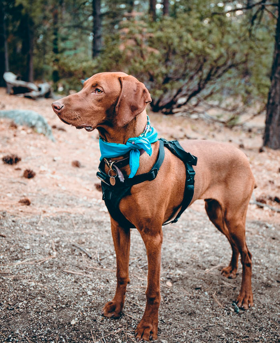 Brown dog camping