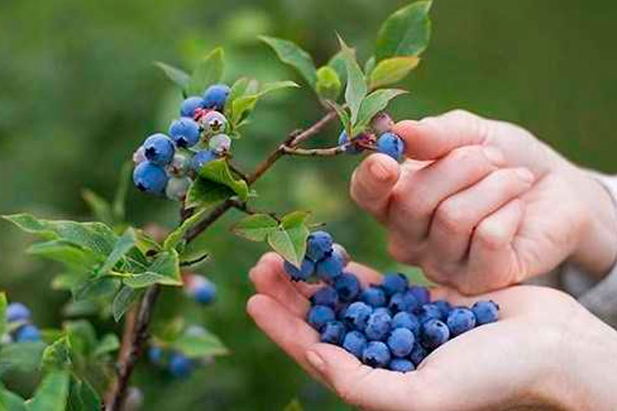 Picking Berries