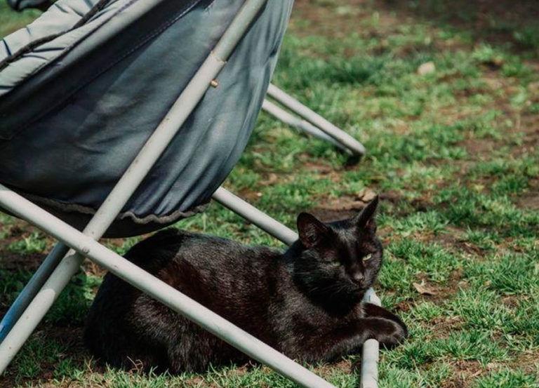 Black cat sits under portable chair