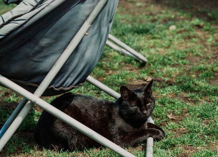 Black cat sits under portable chair