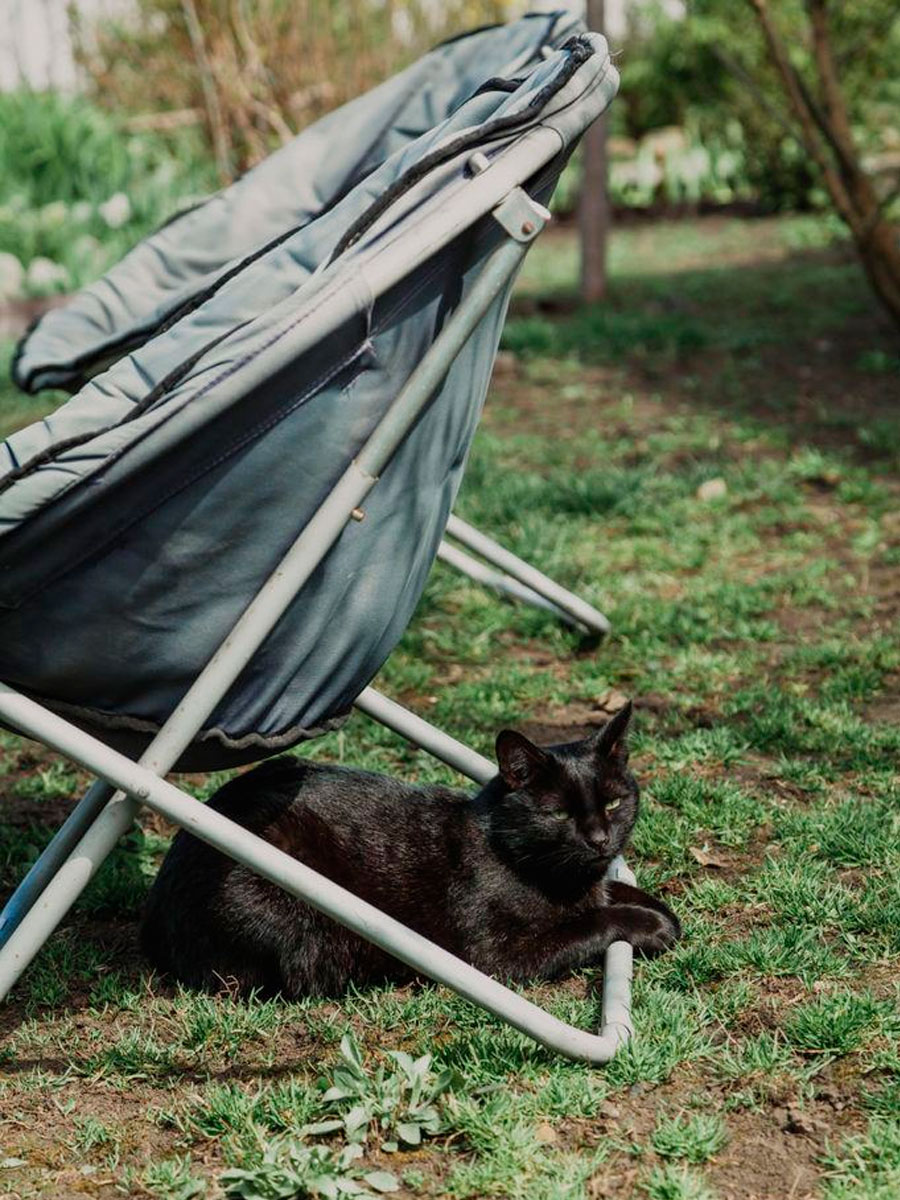 Black cat sits under portable chair