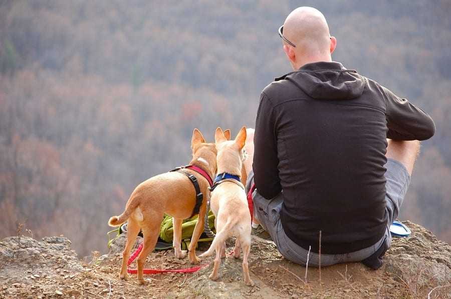 Tips And Tricks For Going Camping With Your Pets