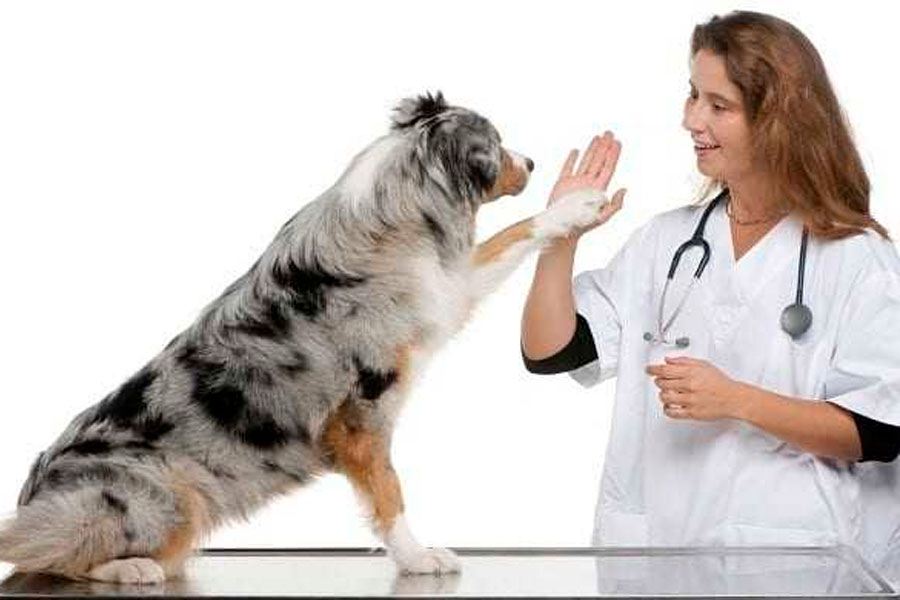 Dog At Vet