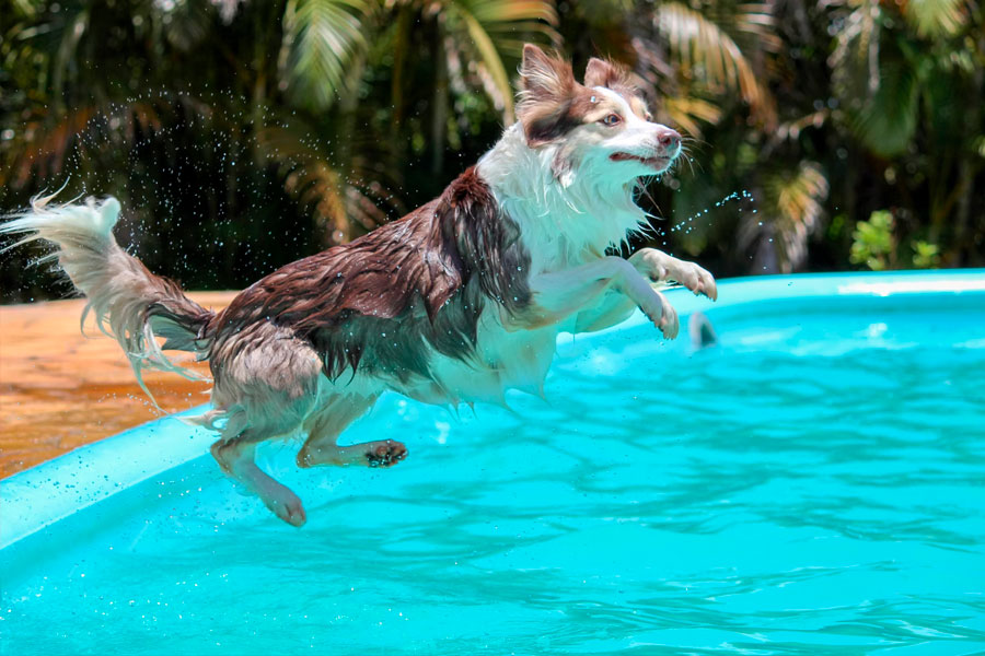 Dog jumping on water