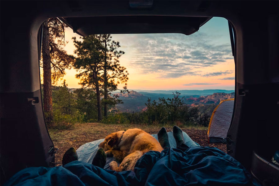 SUV bed platform with dog