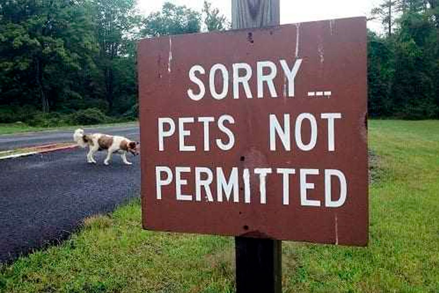 Pets Not Allowed