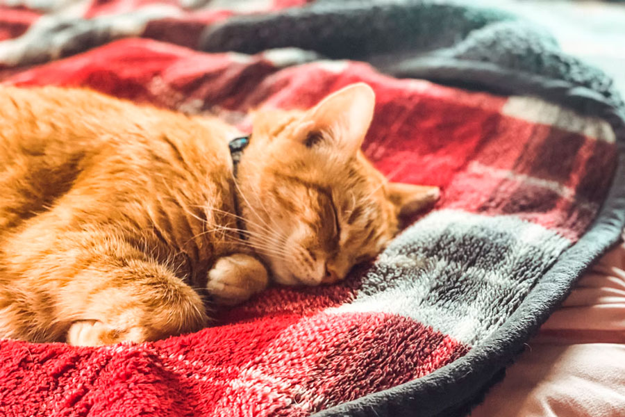 cat on picninc blanket sleeping