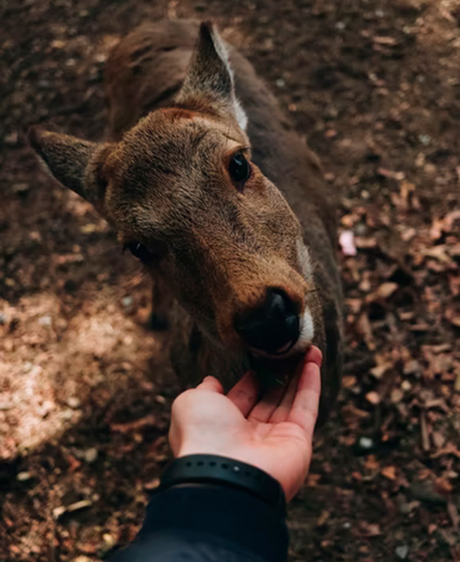 deer with human 