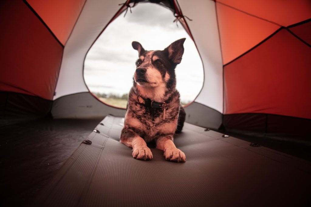 dog in tent on sleeping pad
