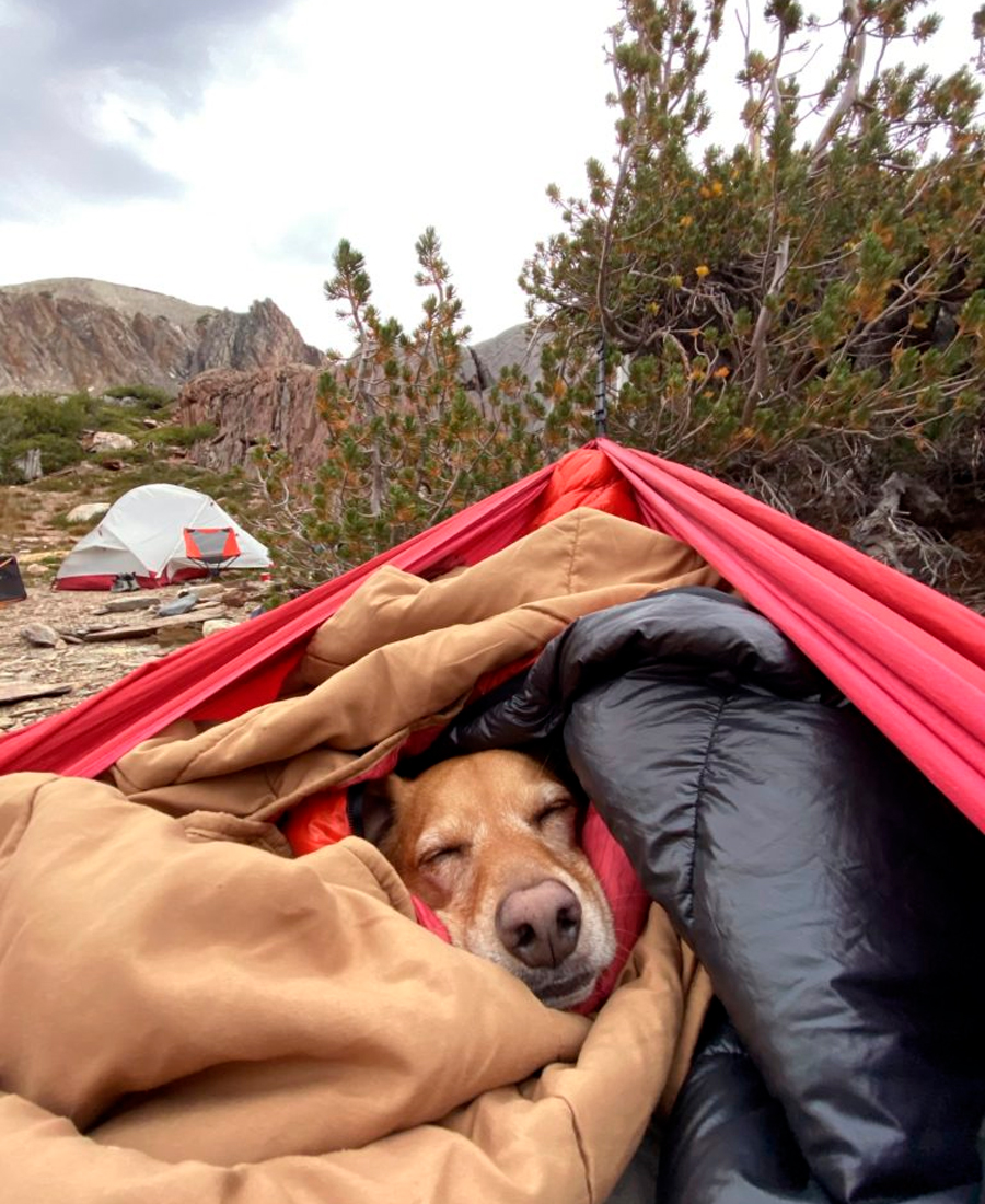 dog in hammock