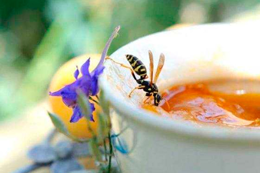 Wasp eating food