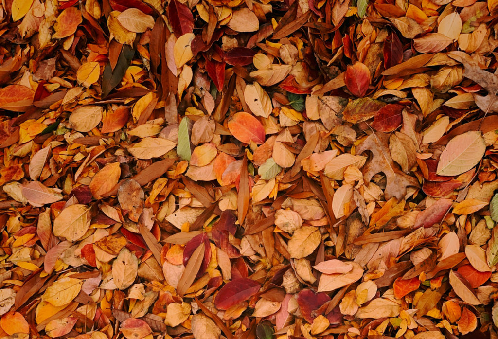 Fallen Leaves