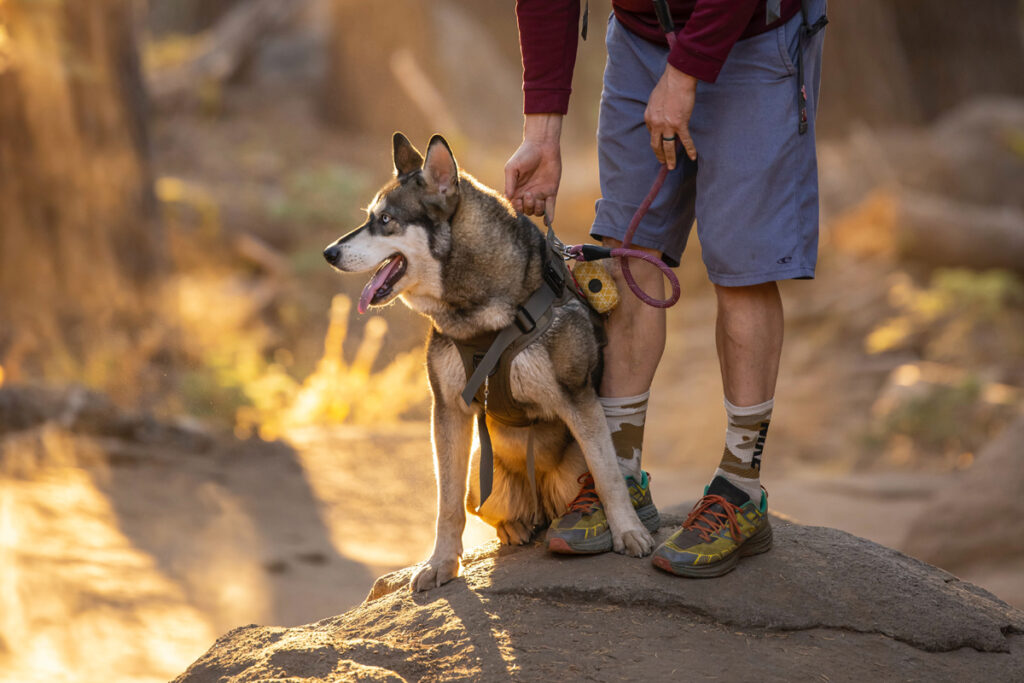 Dog-friendly site in Yosemite