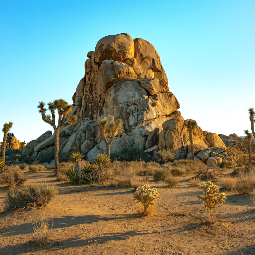 Pet-friendly Park in Joshua Tree, CA