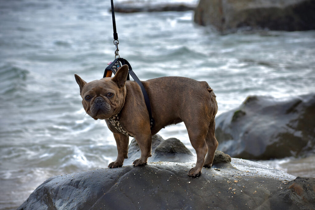 Pet- friendly beach in California