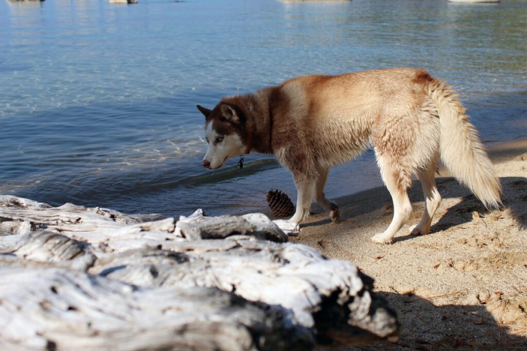 Pet-friendly site in Lake Tahoe