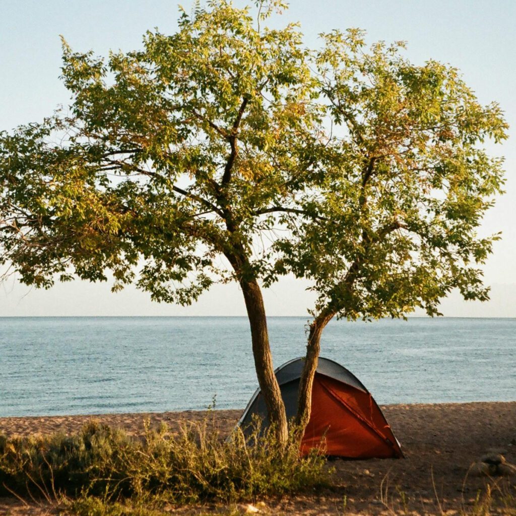 A tent pitched under a tree by the beach